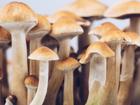 Psilocybín z lysohlávok chránil nervy myší pred chemoterapiou