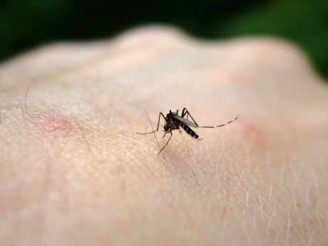 Lacná pasca na komáre z fľaše: cukor a droždie vytvoria návnadu